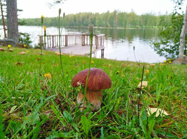 Boletus Edulis at OH73ELK Boletus Edulis at OH73ELK